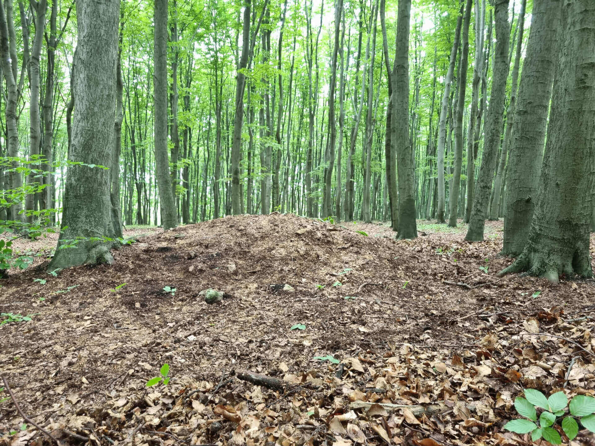 Wycieczka do megalitów na Bukowej Górze